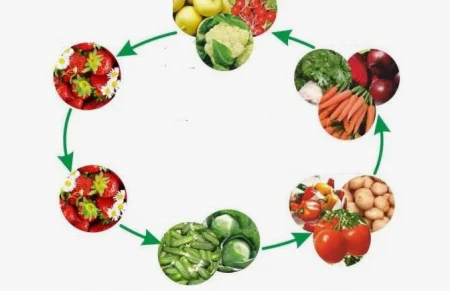 Скачать курс «Особенности севооборота на овощах» [Наталья Минина]