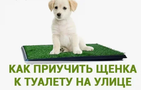 Скачать курс «Как приучить щенка справлять физиологические потребности на улице.» [Василий Бахман] бесплатно